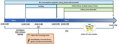 Urinary excretion of gluten immunoreactive peptides as an indicator of gastrointestinal function after fasting and dietary provocation in healthy volunteers